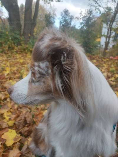 Herbst Bilder-Beitrag-Bild