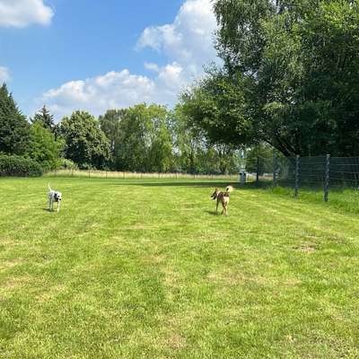 Hundeauslaufgebiet-Hundewiese Herford-Bild