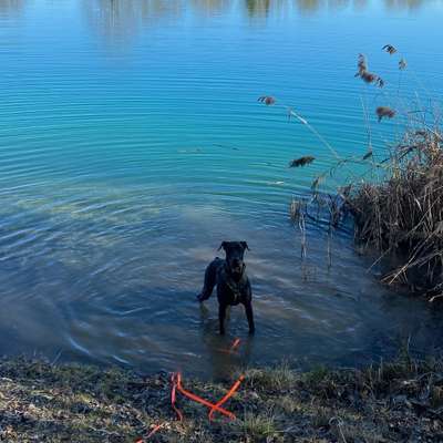 Hundetreffen-Harmonisches Gassi gehen-Bild