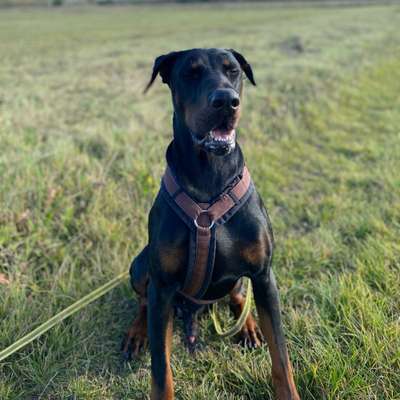 Hundetreffen-Harmonischer Spaziergang-Bild