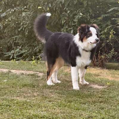 Hundetreffen-Hundetreffen in St.Martin i/S