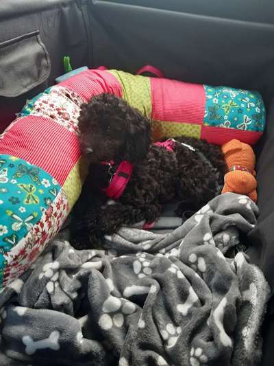 Welpen Bilder !-Beitrag-Bild