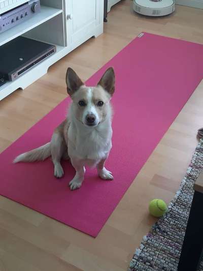 Seltene Rassen!-Beitrag-Bild