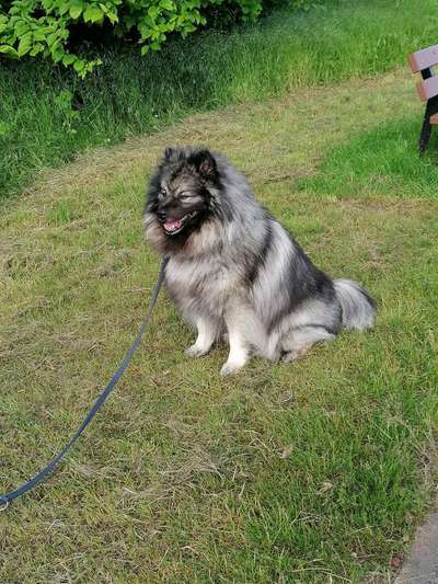 Welpenfotos-Beitrag-Bild