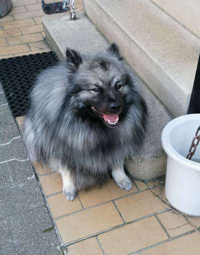 Welpenfotos-Beitrag-Bild