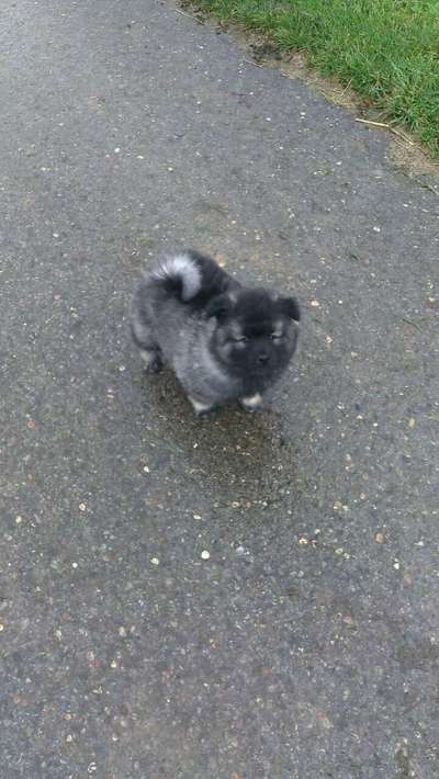 Welpenfotos-Beitrag-Bild