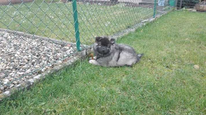 Welpenfotos-Beitrag-Bild