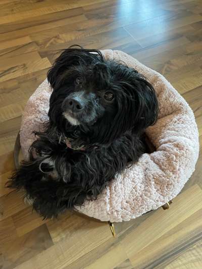 PBGV und Chinese Crested-Beitrag-Bild