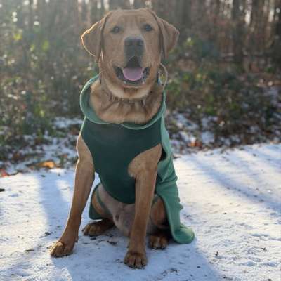 Hundetreffen-Spazierkumpel gesucht-Bild