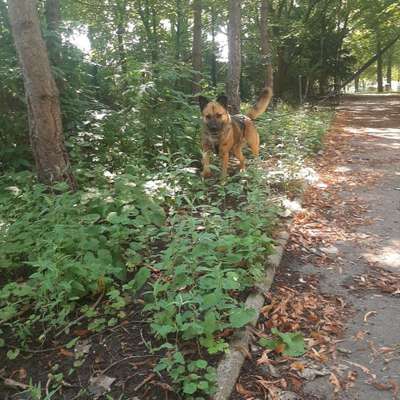 Hundetreffen-Social Walk im Fenpfuhl und Umgebung-Bild