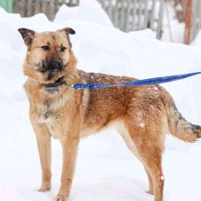 Mischlingshunde Foto Aufruf-Beitrag-Bild