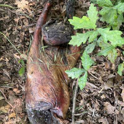 Giftköder-Vermutlich Toter Hund-Bild