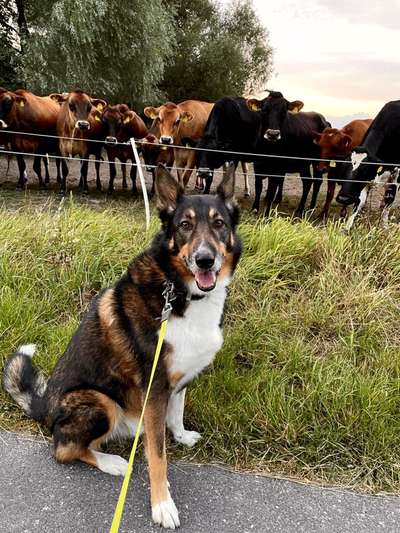 Hundetreffen-Spielgefährte gesucht !-Bild