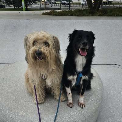 Giftköder-Gruppenkurse-Bild