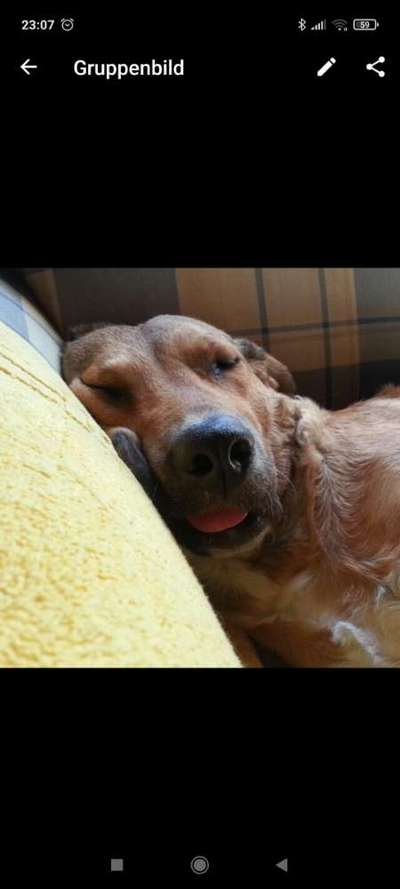 Zeige das lustigste Bild eures Hundis-Beitrag-Bild