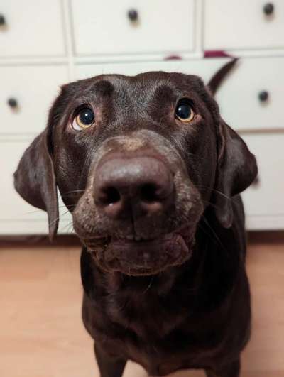 35.Collagen Challenge:„Bettelblick"-Beitrag-Bild