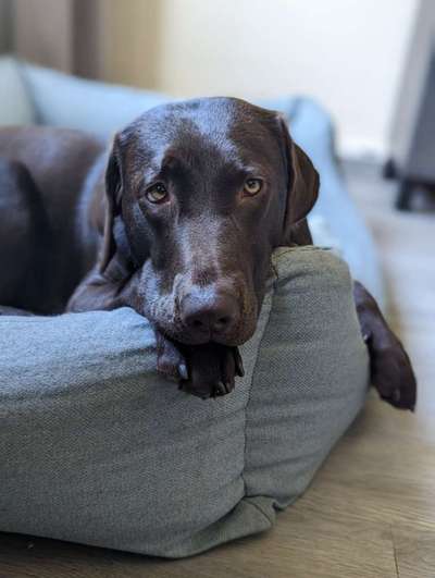 35.Collagen Challenge:„Bettelblick"-Beitrag-Bild