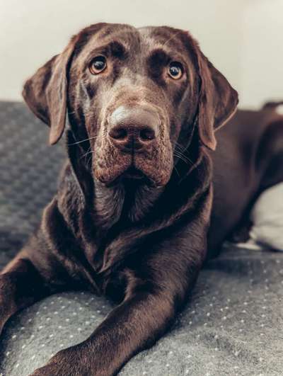 35.Collagen Challenge:„Bettelblick"-Beitrag-Bild