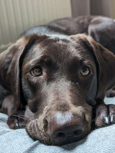 35.Collagen Challenge:„Bettelblick"-Beitrag-Bild