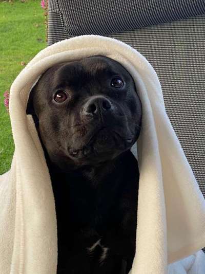 Die Dogorama Kalender Challenge Titelbild-Beitrag-Bild