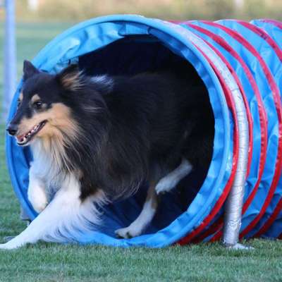 Hundetreffen-Gassirunde