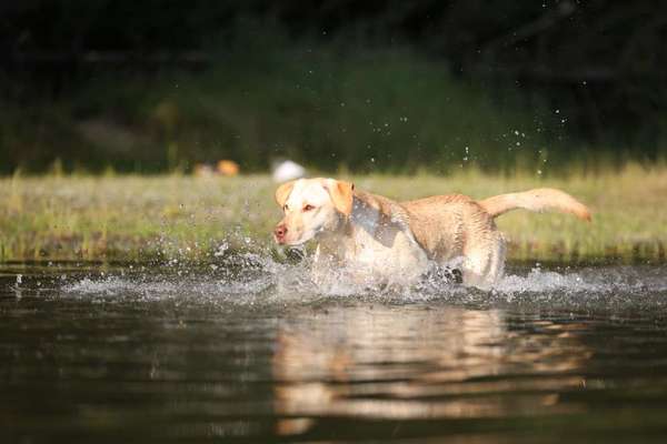 Die Dogorama Kalender Challenge 4/4-Beitrag-Bild