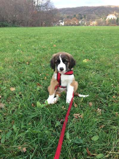 Bernhadiner-Beitrag-Bild