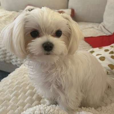 Hundetreffen-Kleine Freunde für Nala 🐶-Bild