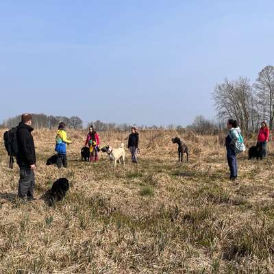 Hundetreffen-Social Walk-Bild