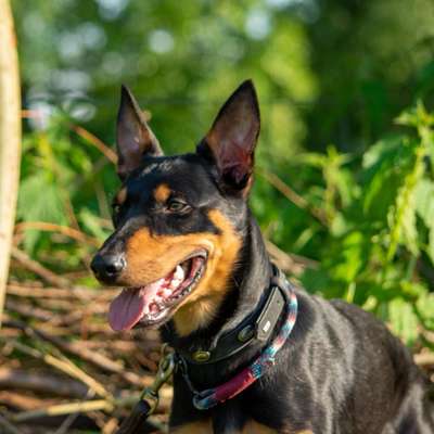 Hundetreffen-Hundebegegnungstraining-Bild