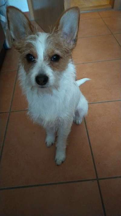 Mandarinen essen, warum frisst ein welpe das trockenfutter nicht immer?-Beitrag-Bild