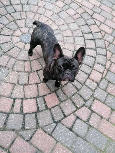 Französische Bulldoggen-Beitrag-Bild