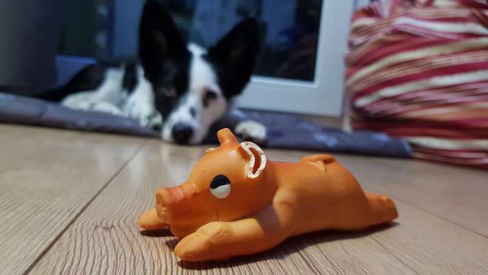 Zeigt uns das 6. Bild von eurem Hund in eurer Galerie-Beitrag-Bild