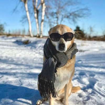 Hundetreffen-Spazieren gehen