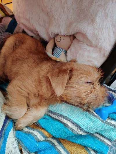 Seltene Rassen!-Beitrag-Bild