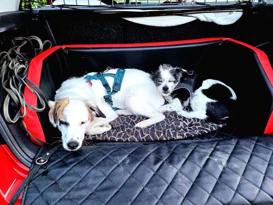 Hundetreffen-Hundebegegnungen trainieren 😊-Bild