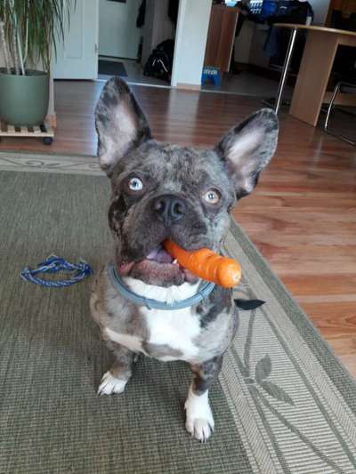 Französische Bulldoggen-Beitrag-Bild