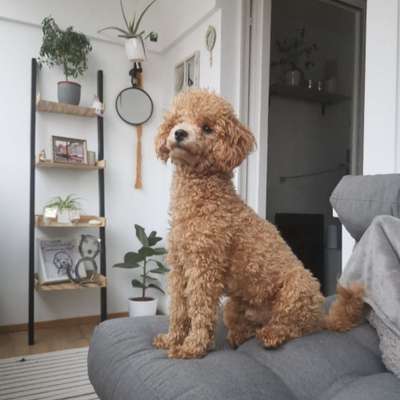 Hundetreffen-Junghund Treffen in Wien-Bild