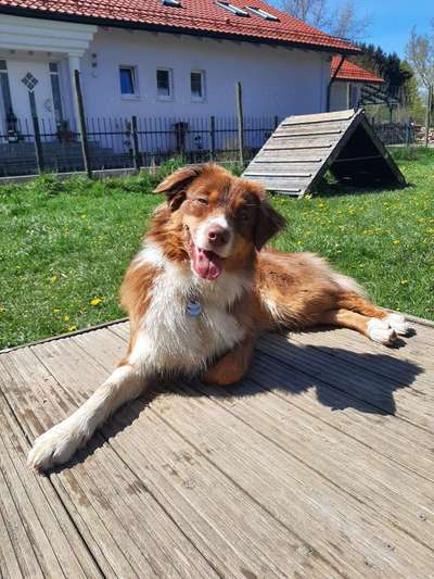 Hundetreffen-Trainingstreffen-Bild