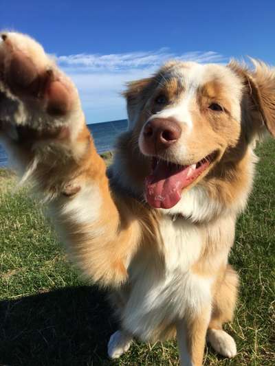 Dogorama Photo Challenge - schönster Gassiausblick-Beitrag-Bild