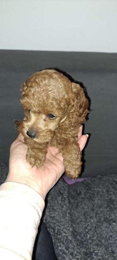 Alles rund um den Pudel-Beitrag-Bild