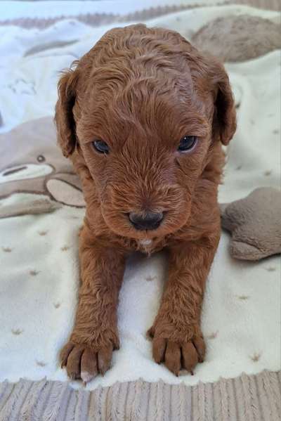 Alles rund um den Pudel-Beitrag-Bild