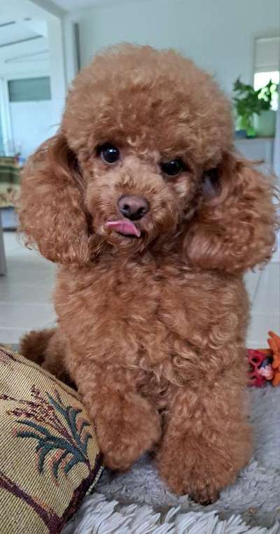 Alles rund um den Pudel-Beitrag-Bild