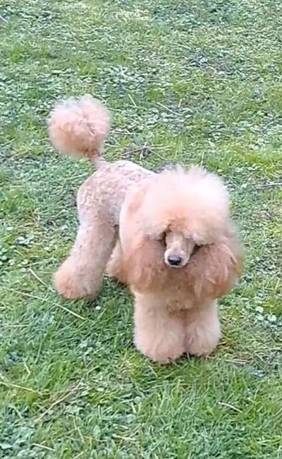 Alles rund um den Pudel-Beitrag-Bild