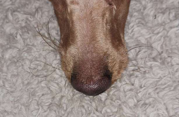 Alles rund um den Pudel-Beitrag-Bild