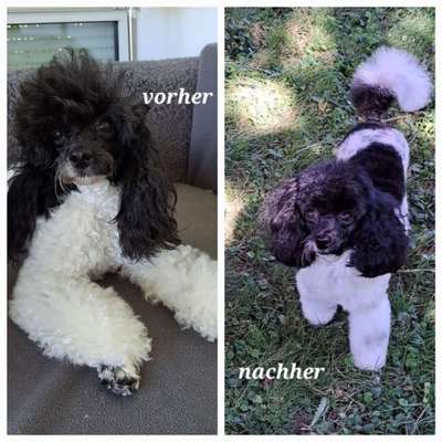 Alles rund um den Pudel-Beitrag-Bild