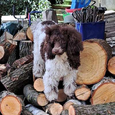 Hundetreffen-Pudeltreff