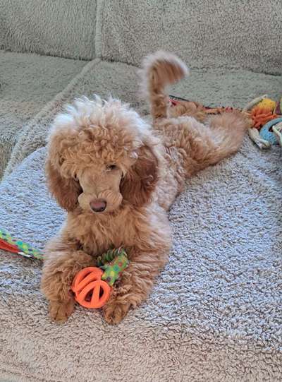 Alles rund um den Pudel-Beitrag-Bild