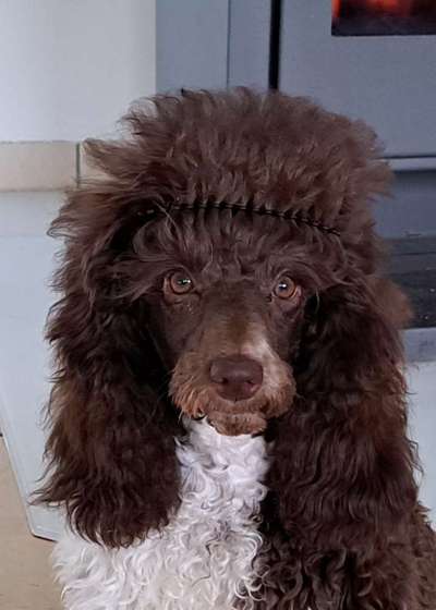 Alles rund um den Pudel-Beitrag-Bild