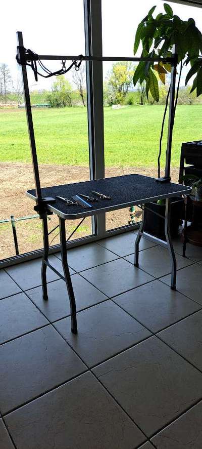 Alles rund um den Pudel-Beitrag-Bild